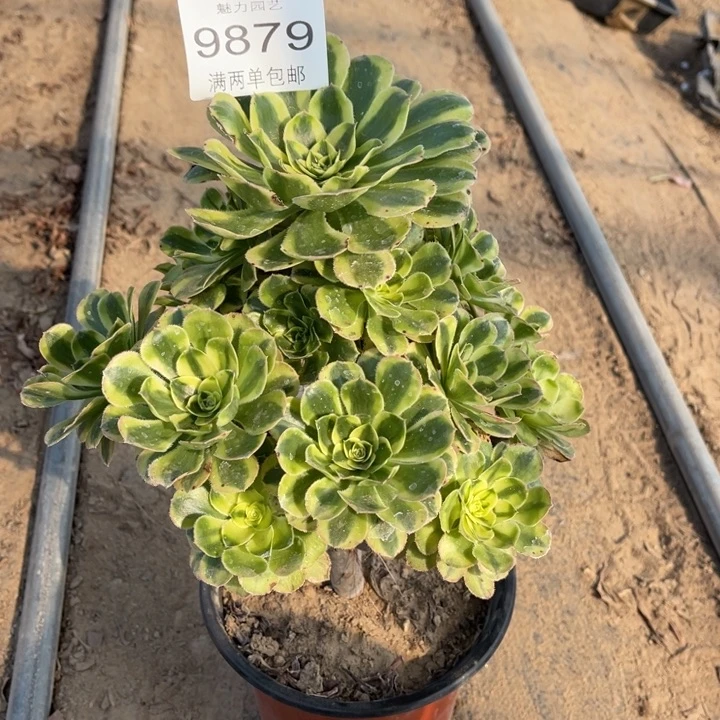 9879保时捷的的多肉