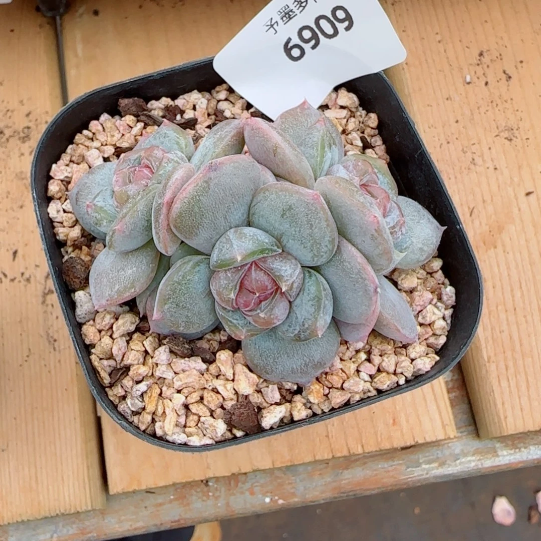 红皇后，6909多肉植物