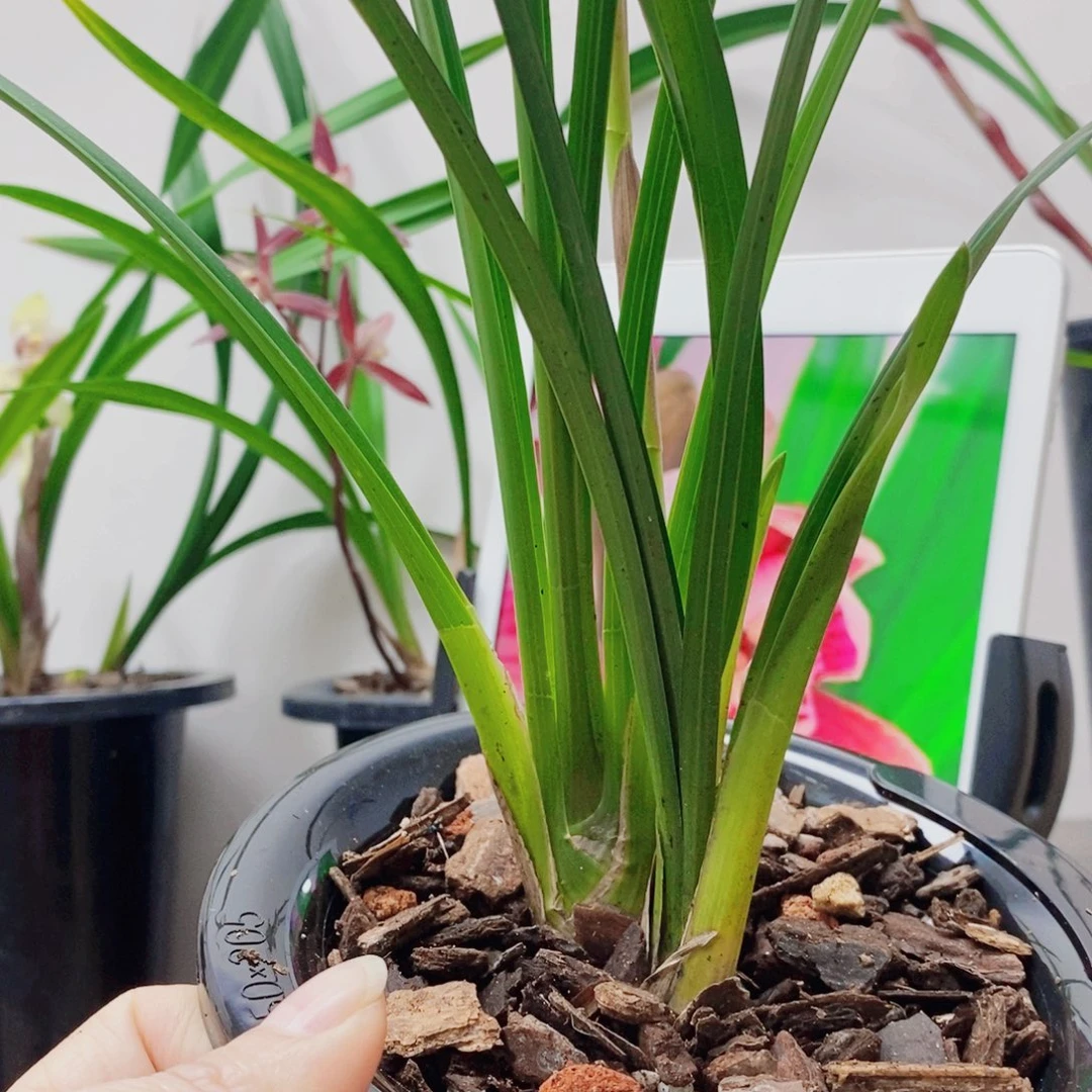 *****大部分花苞少量开放