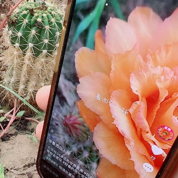 毛花柱 34 有根 瑕疵 15-20厘米 满20包邮