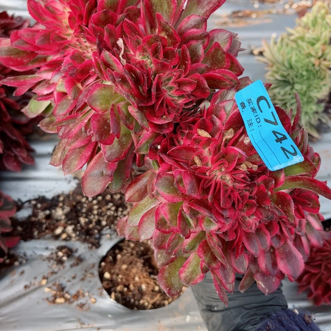 时**绣多肉植物742荔枝