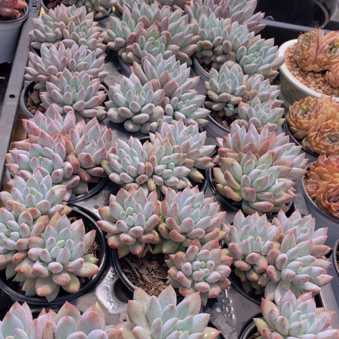 1319号 所罗门大群生一个带盆土