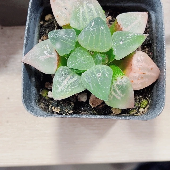 翠贝新手好养的得