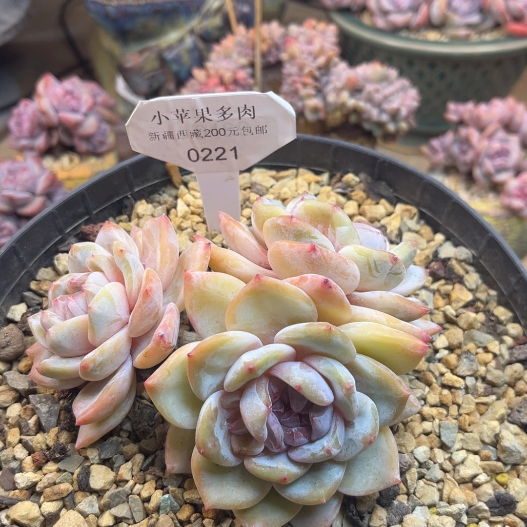 黄底紫心221/12cm3头