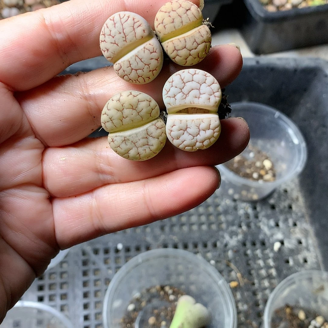 A351多肉植物保护研究所