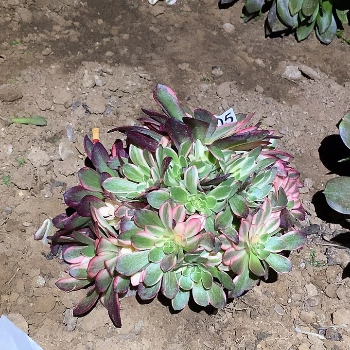 @*风多肉植物法师105黑魔锦