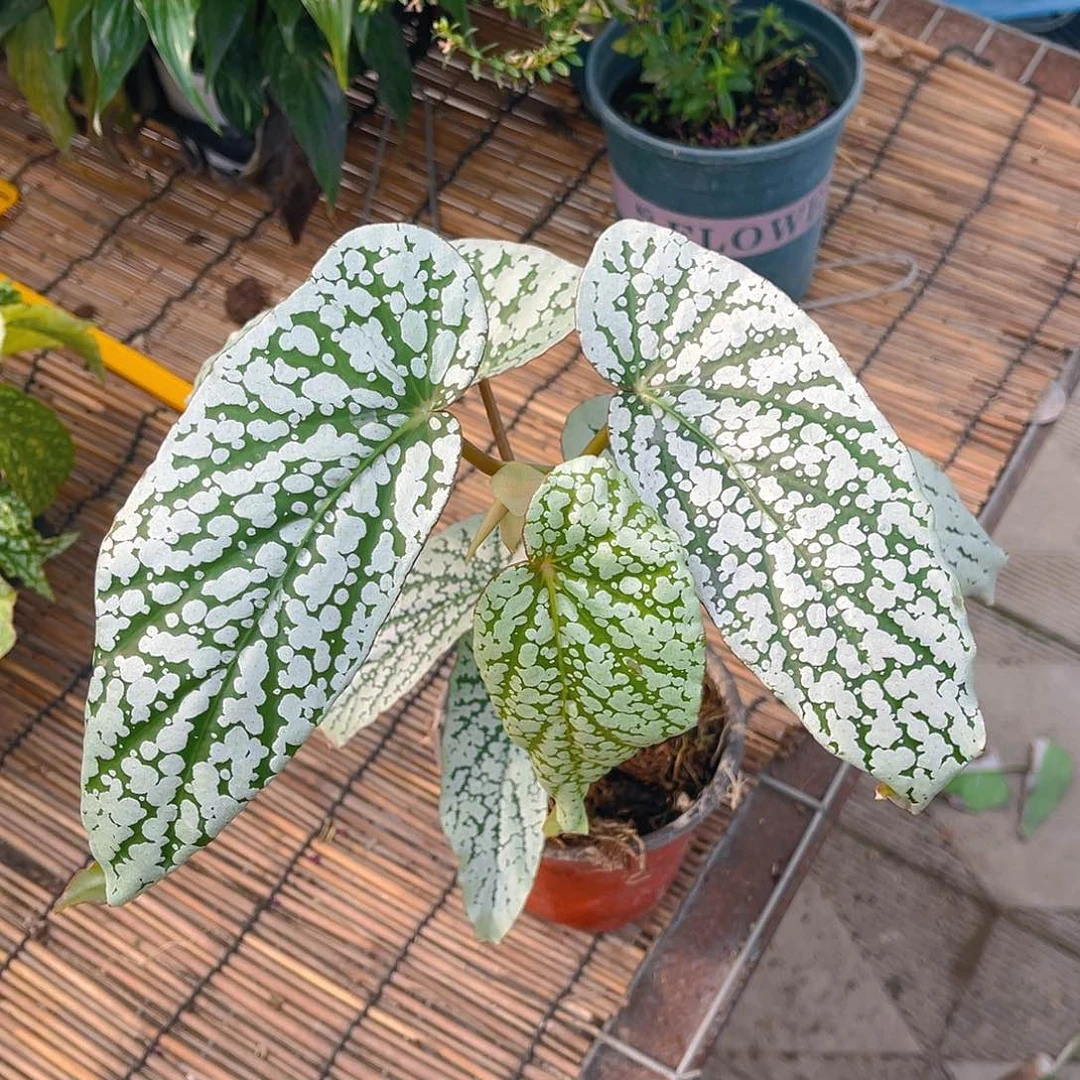 完全开放N****u梨花一物一拍