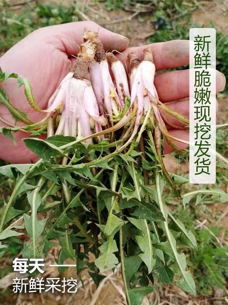 婆婆丁东北本溪桓仁新鲜婆婆丁 蒲公英 1-4斤顺丰包邮农产品