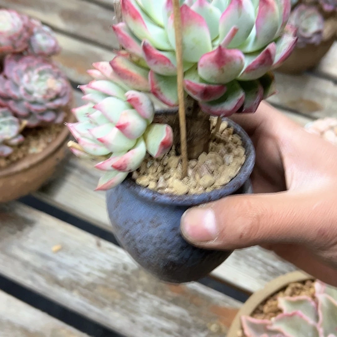 S****n荷花杂5 零零多肉植物