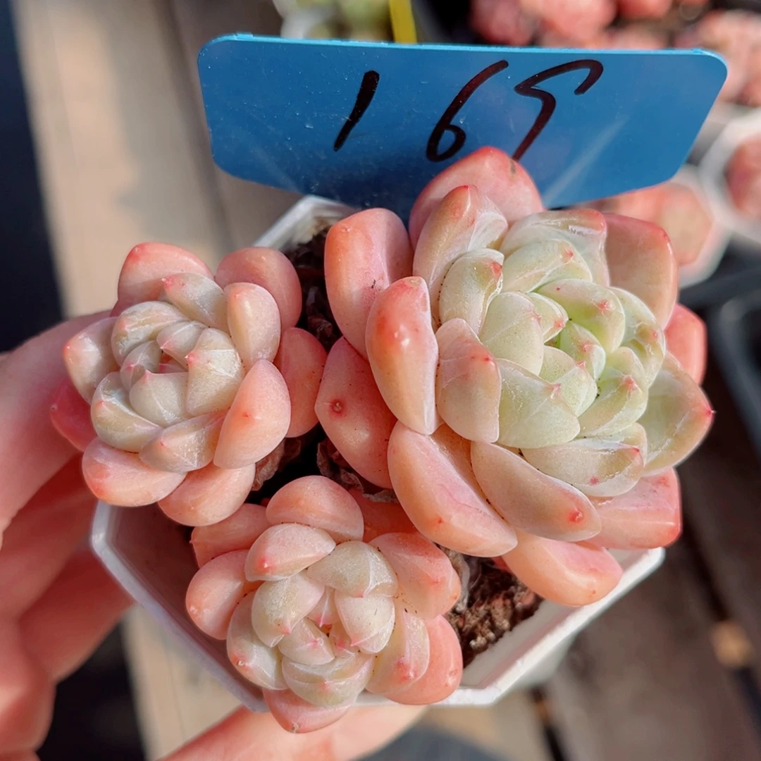 169号小老桩糖心群