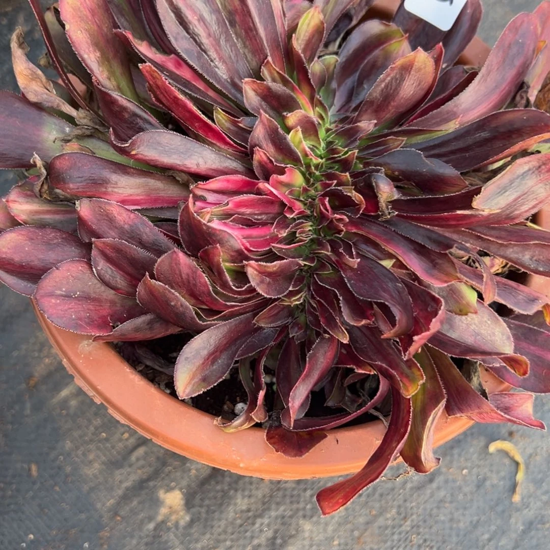 586花蝴蝶缀无根多肉多肉