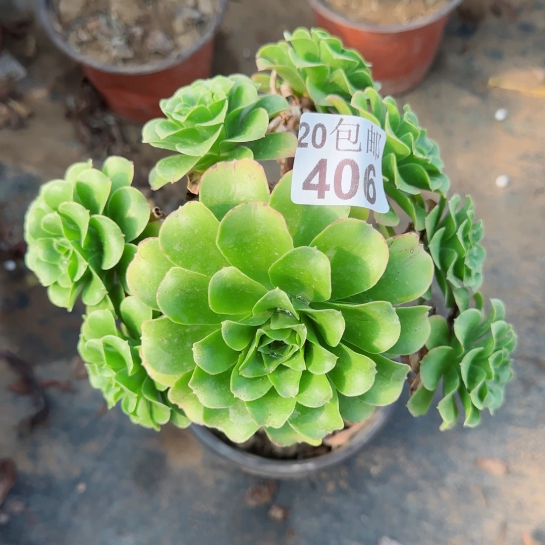 蓝色妖姬406满20包邮断枝不包