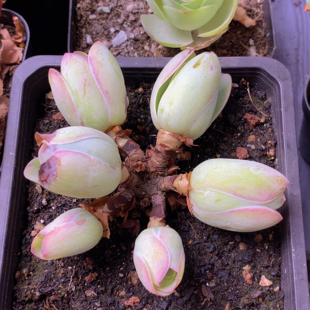 一物一拍星辰琉璃266