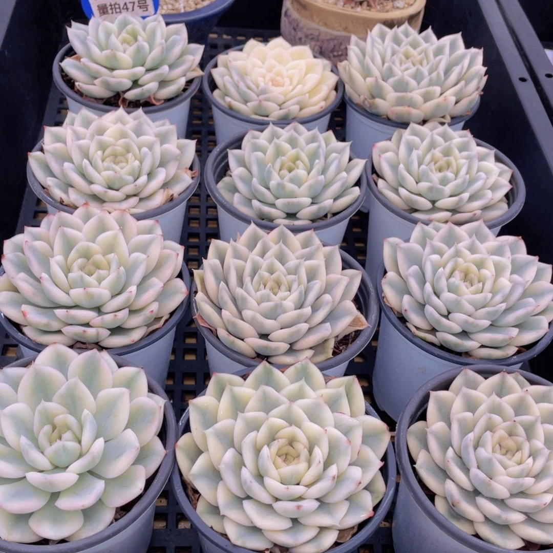 量拍47号 月亮仙子锦单头2个