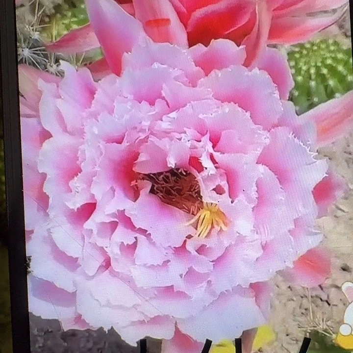 大仙女侧芽5公分毛花柱仙人球（20包邮