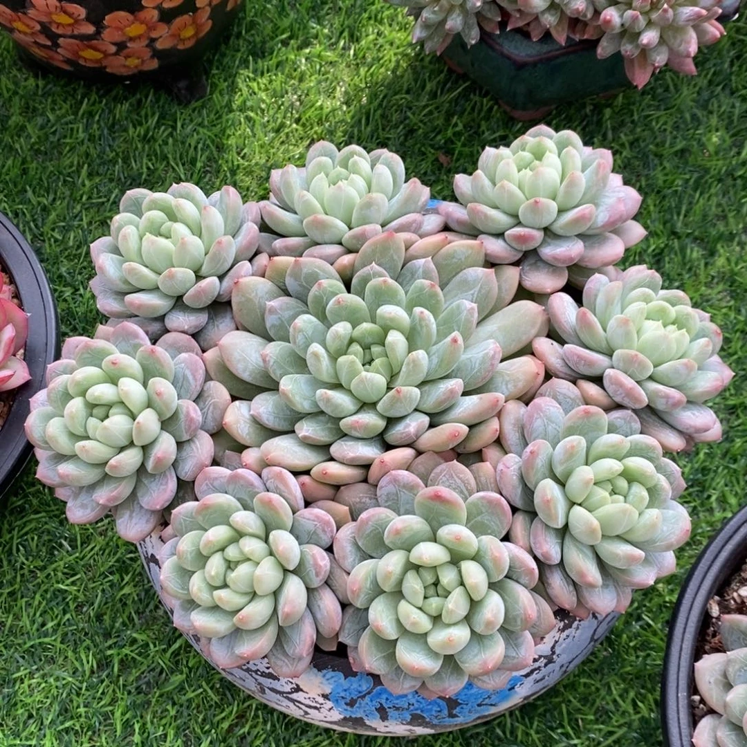 百达翡翠 一物一拍