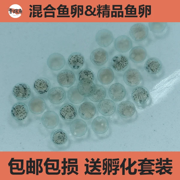 观背青鳉鱼卵微型小鱼小型观赏鱼广温鱼 加5-10粒备损