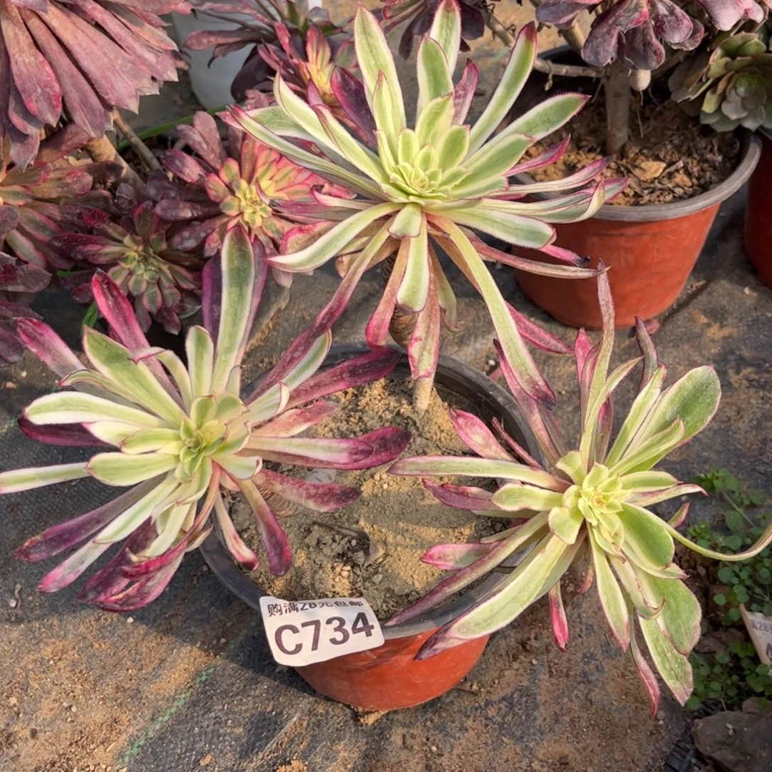 734多肉植物仙墨