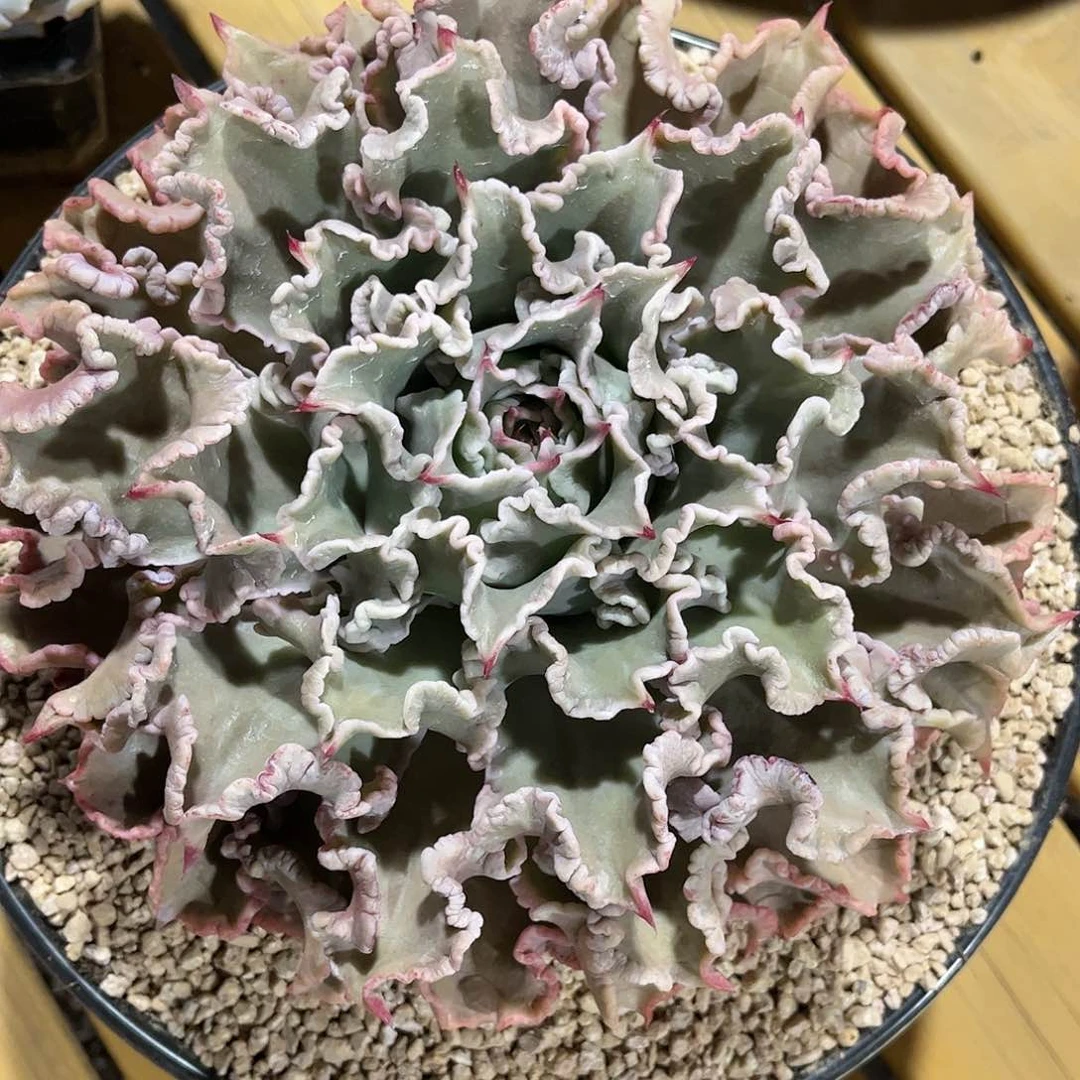 寄养链接的肉肉的肉肉