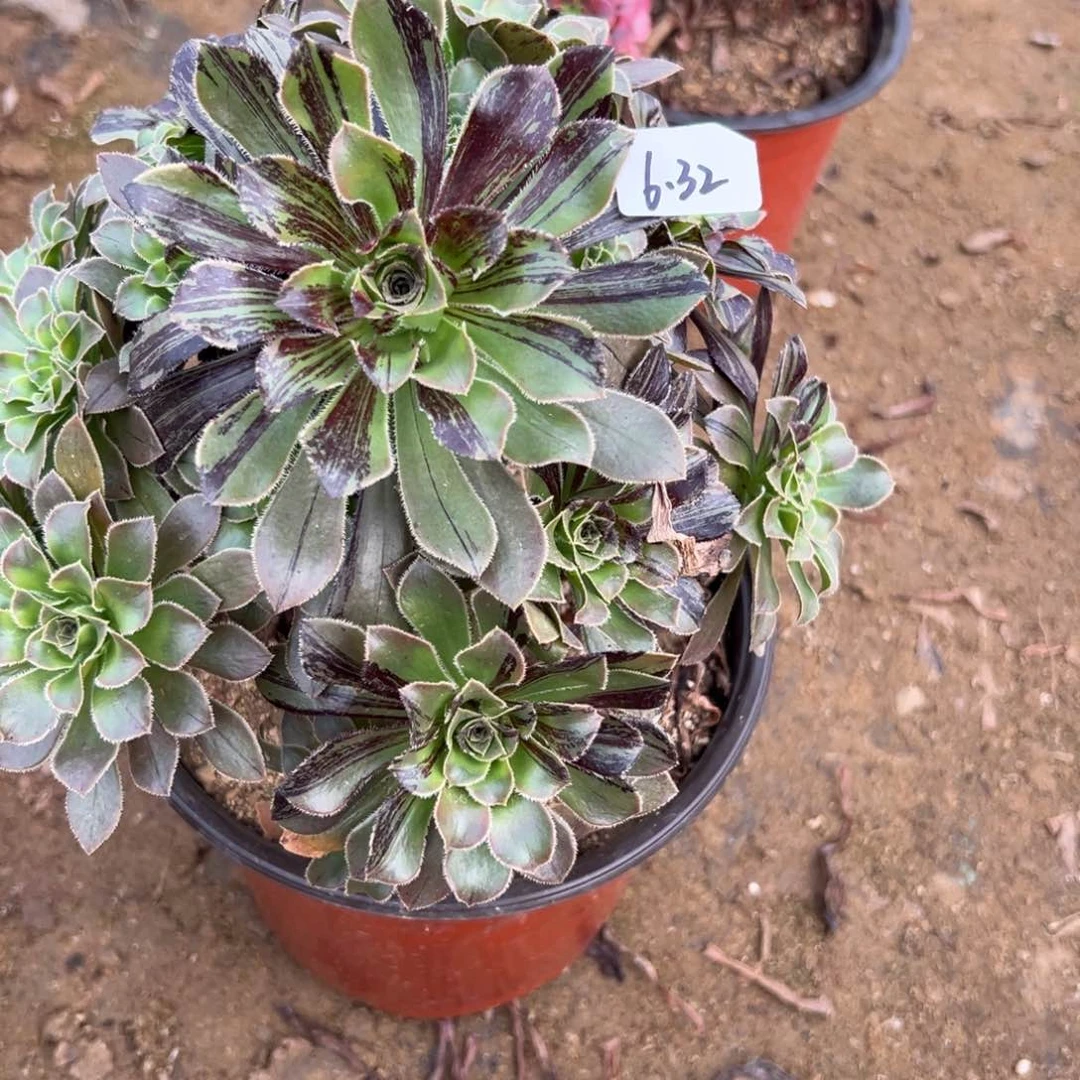 32丹青多肉多肉多肉多肉