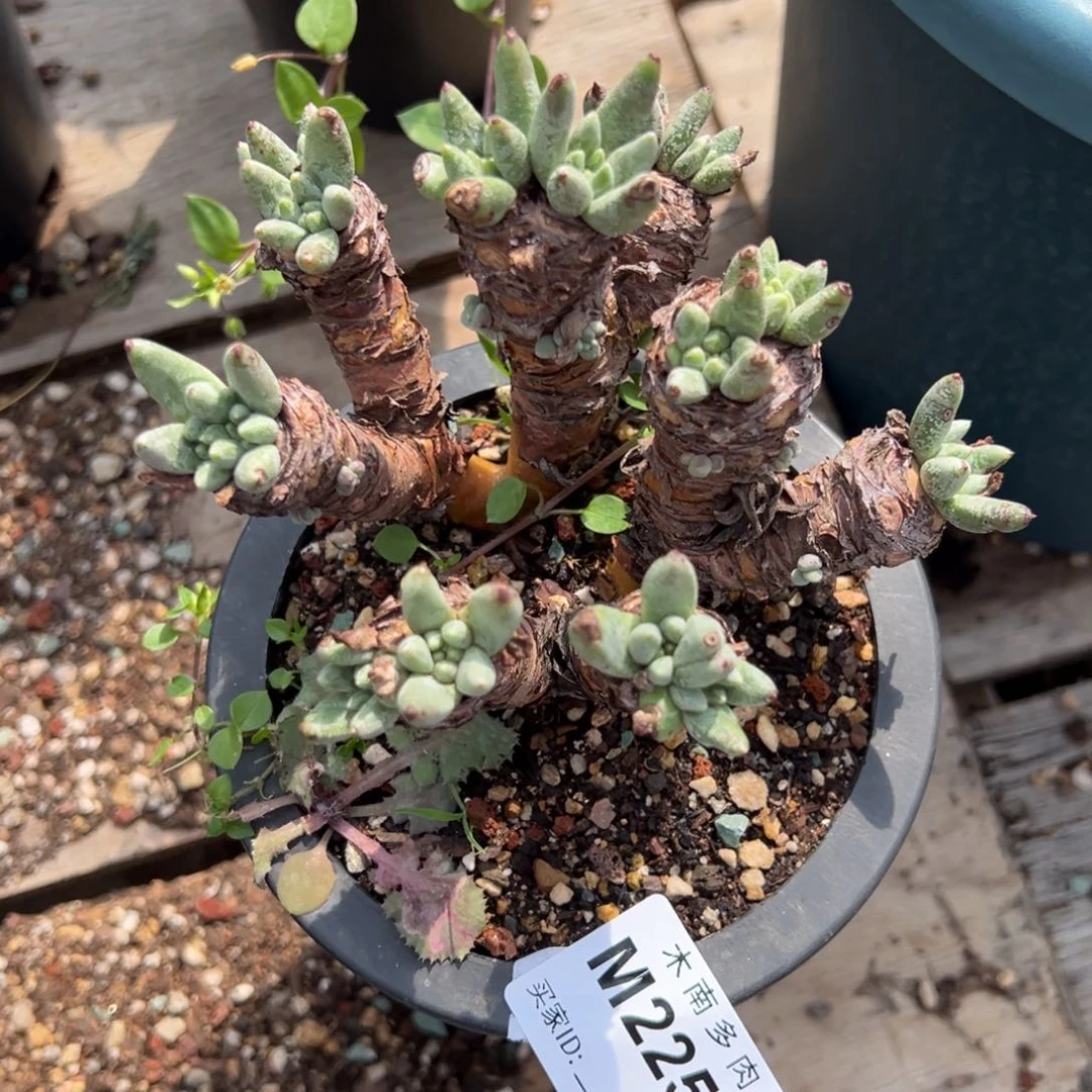 2252绿豆哈哈哈哈哈哈哈哈