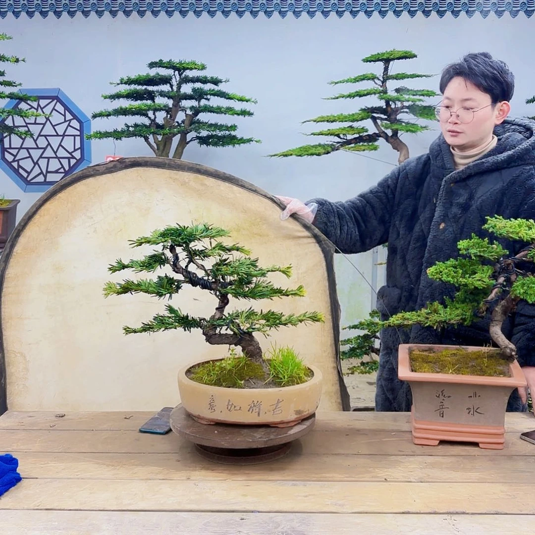 木小叶罗汉松带盆