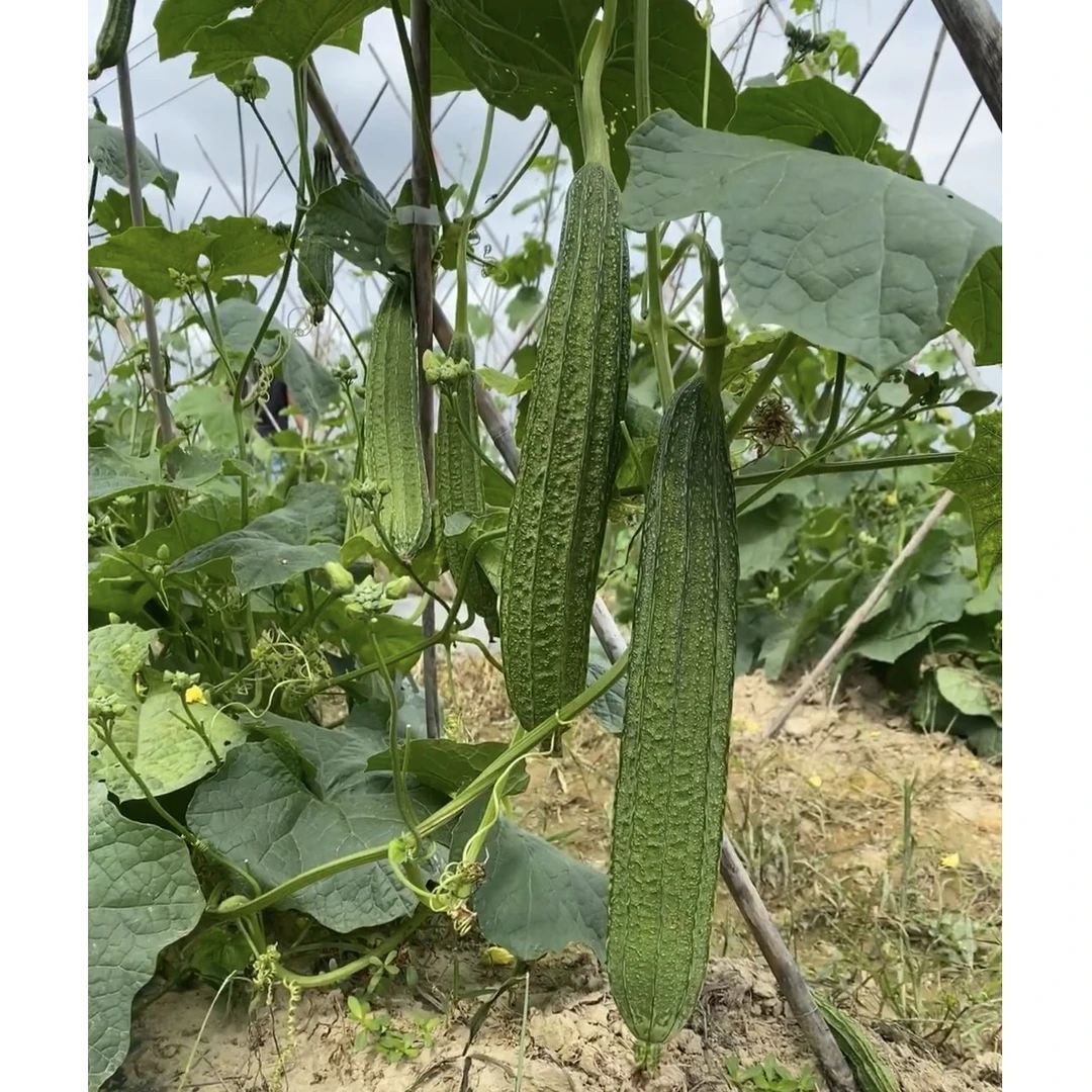 棱角丝瓜种子四季果蔬阳台小院盆栽种植简单