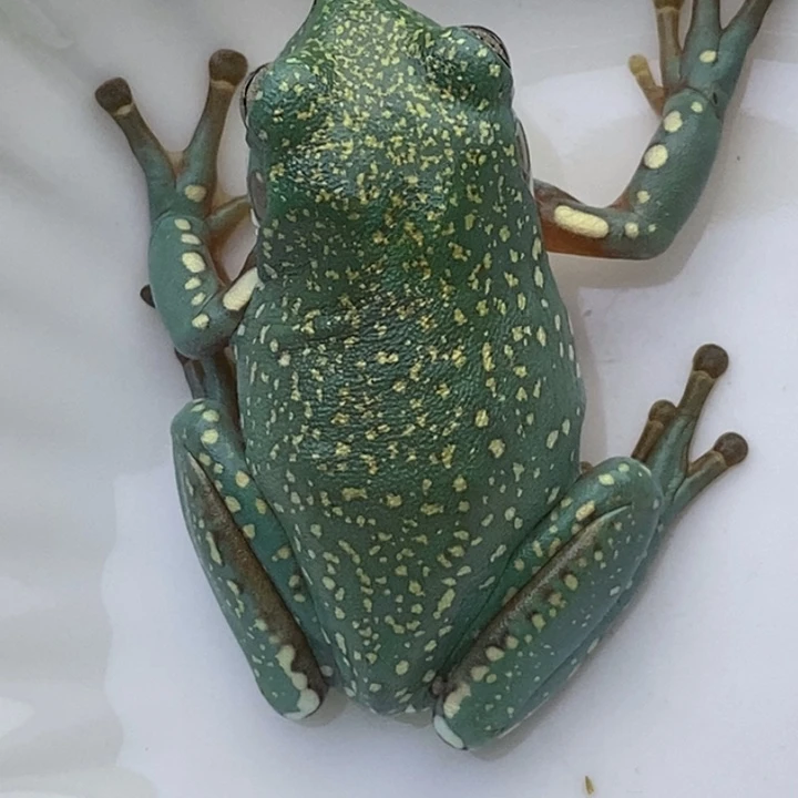 老爷树蛙24h蓝子代37号