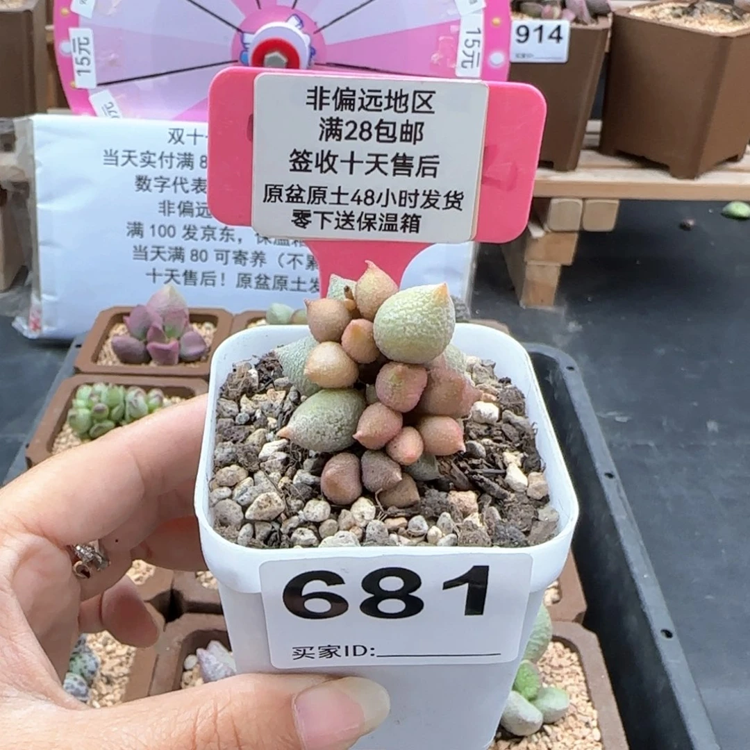 681小辣椒多肉植物