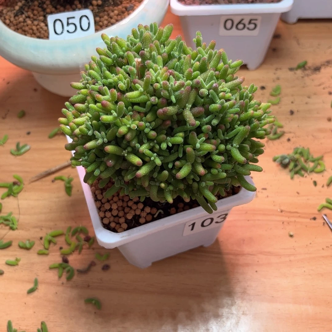 小**奈103蜜桔可爱多肉植物