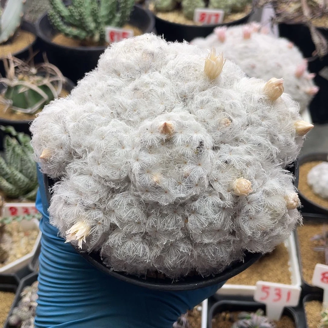 实生日系羽毛佛头白星仙人球