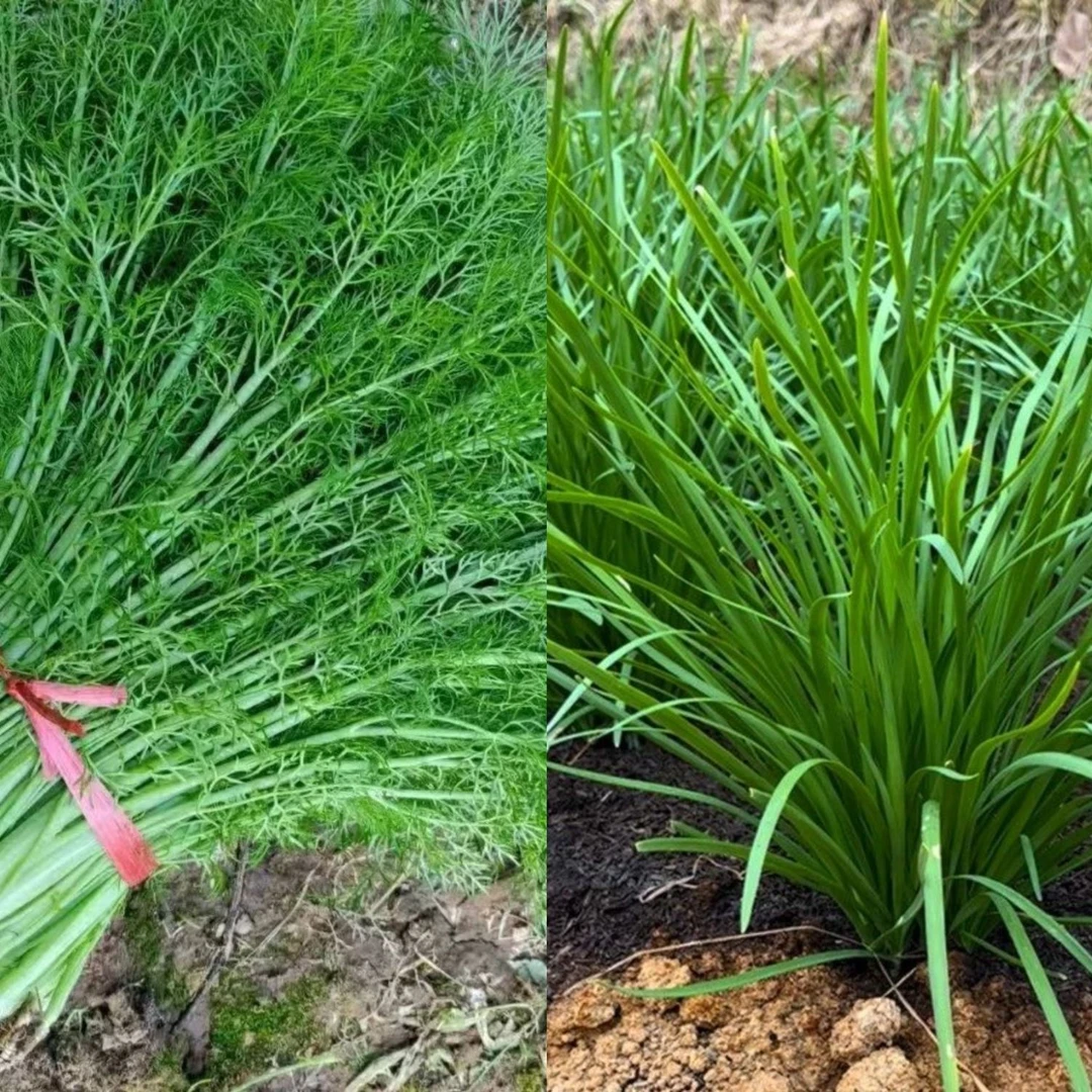 《健硕农场》组合安心韭菜1.5+茴香1.5共3斤韭菜
