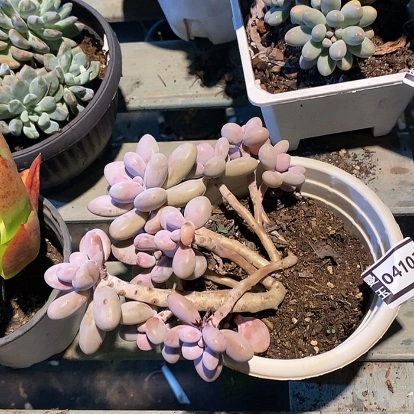 【闪购商品】红***?桃蛋处理04103