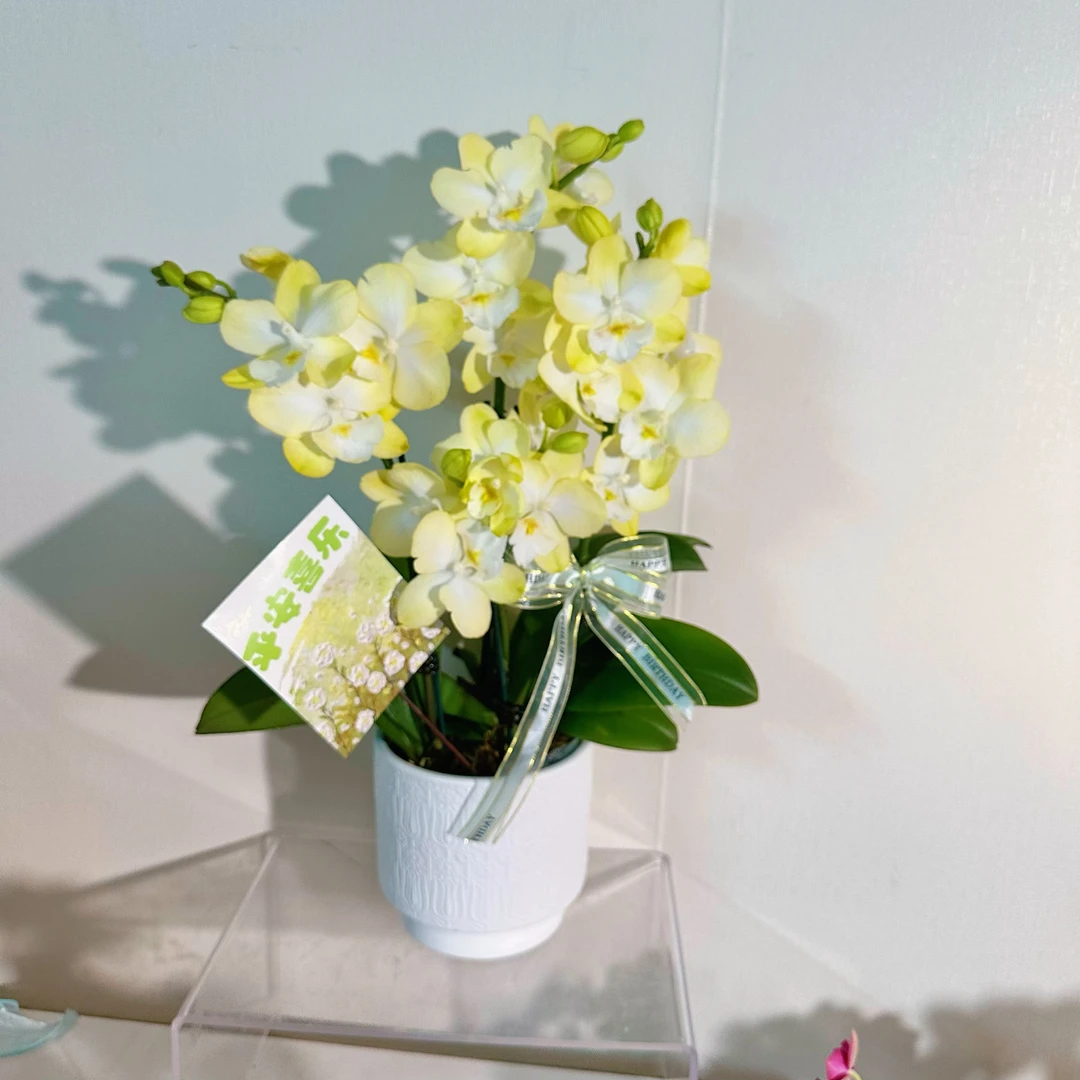 【香水柠檬组盆】颜色清新好养易活包邮精致优雅蝴蝶兰室内