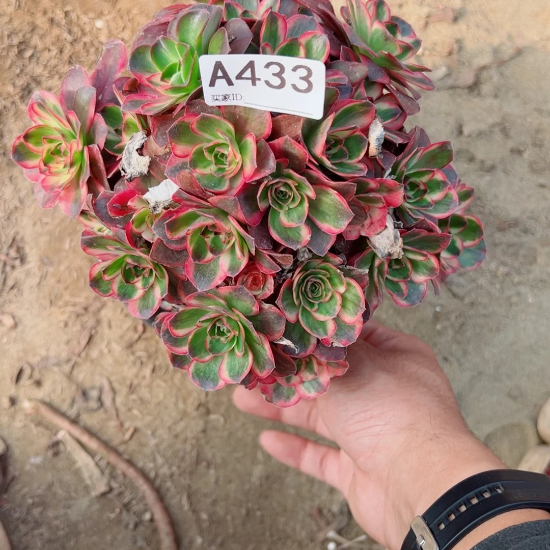 樱****433纳福多肉植物法师