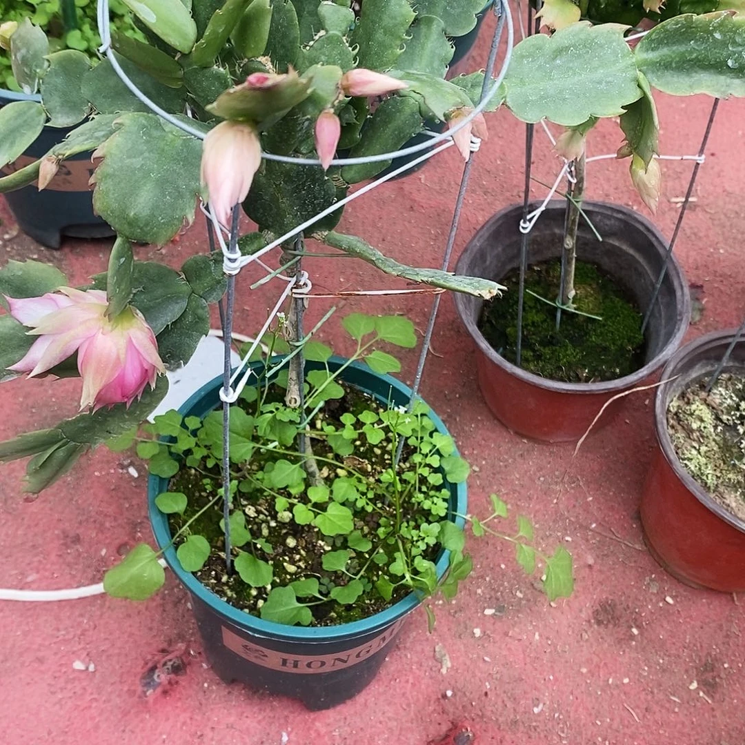 有****完全开放福利款花架一层两套