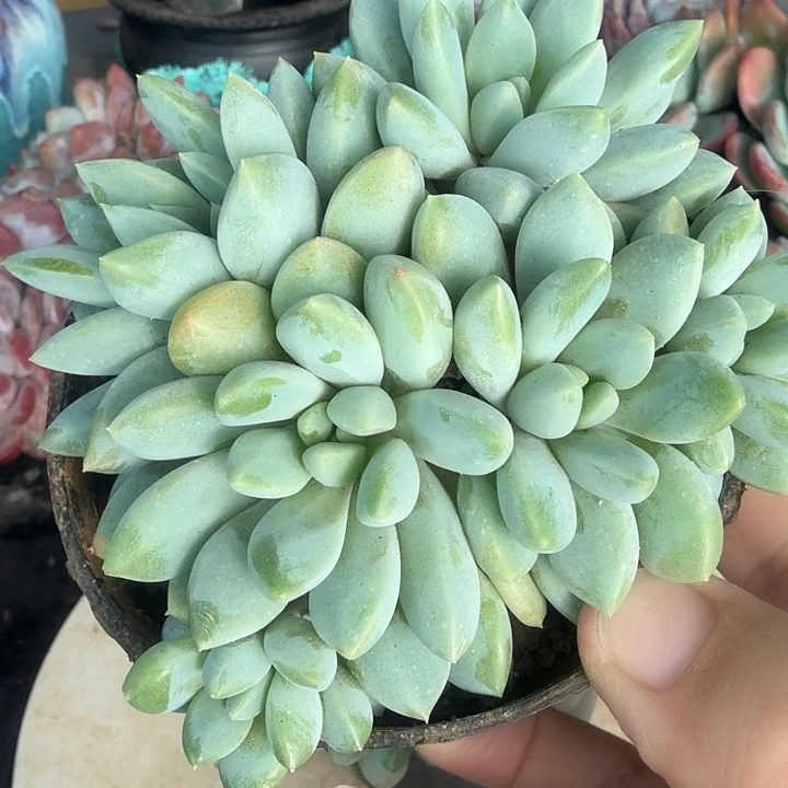 奶糖多肉植物盆栽