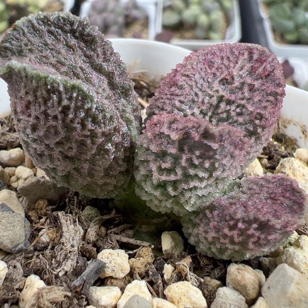 实生新品多肉植物水泡多肉植物水泡