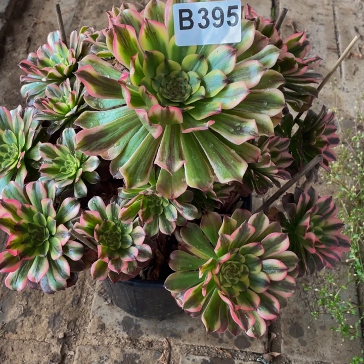 多肉法师395号沙皇不包损