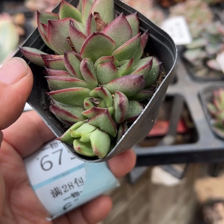 吉赛尔缀多肉植物674