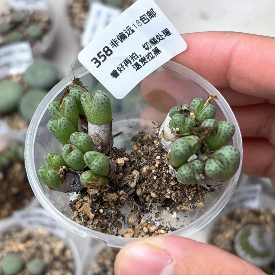 358，两群小斑马，18包邮