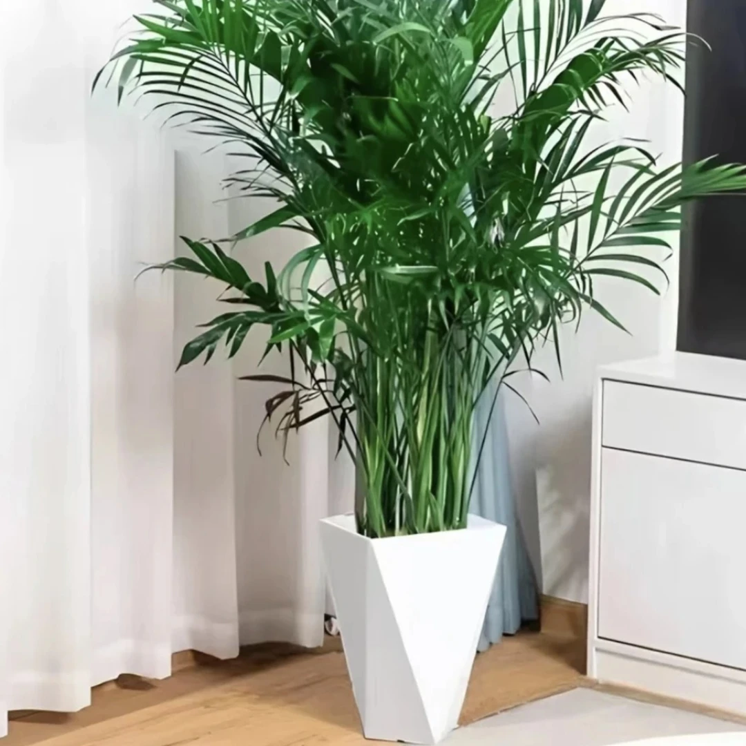 【1.2米-1.4米富贵椰子】大型绿植净化空气适合客厅办公室摆放