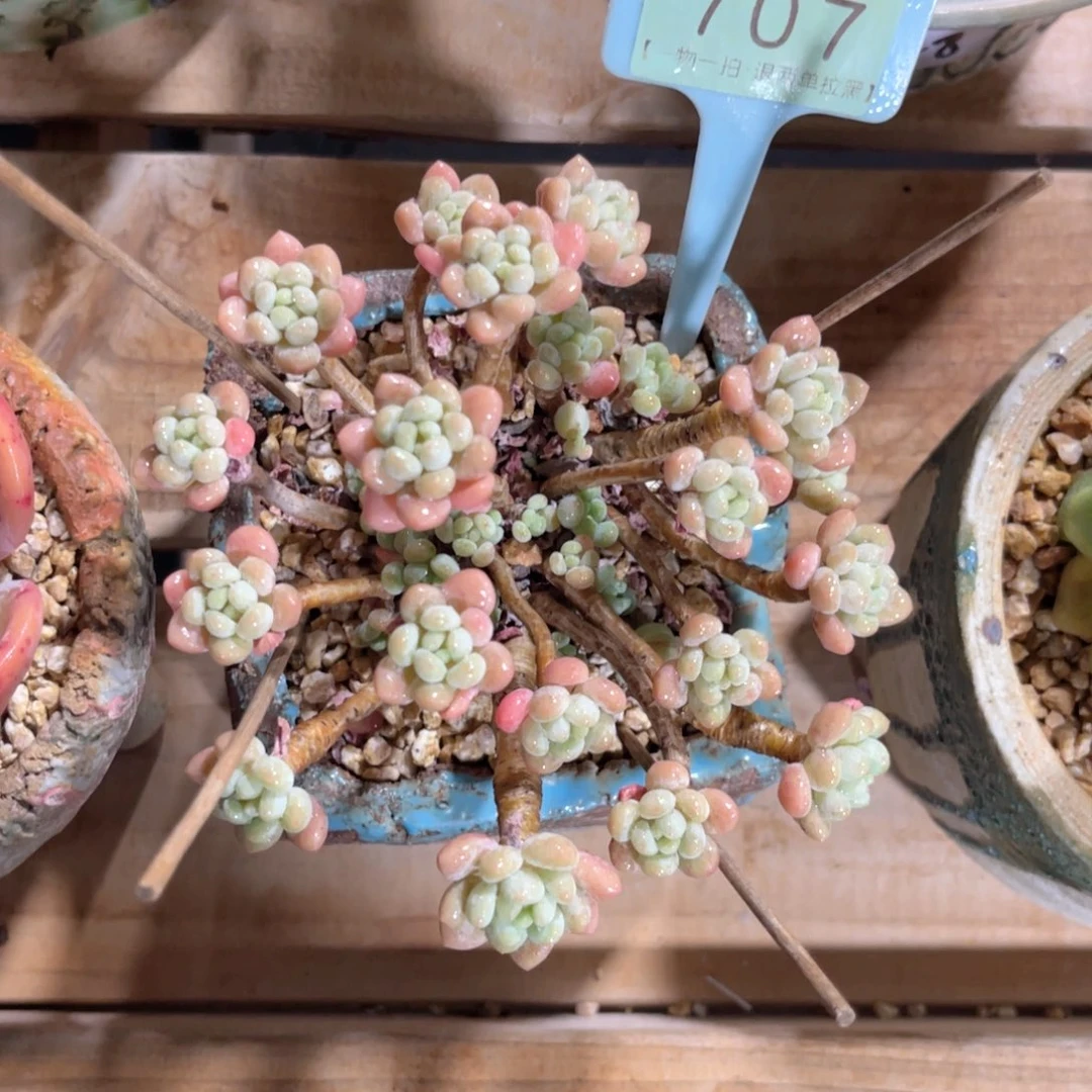 暖***༊云尘多肉一物一拍707不含盆，