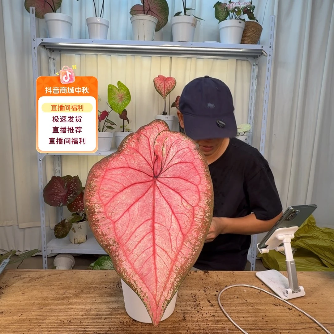 无花朵郡主  0235