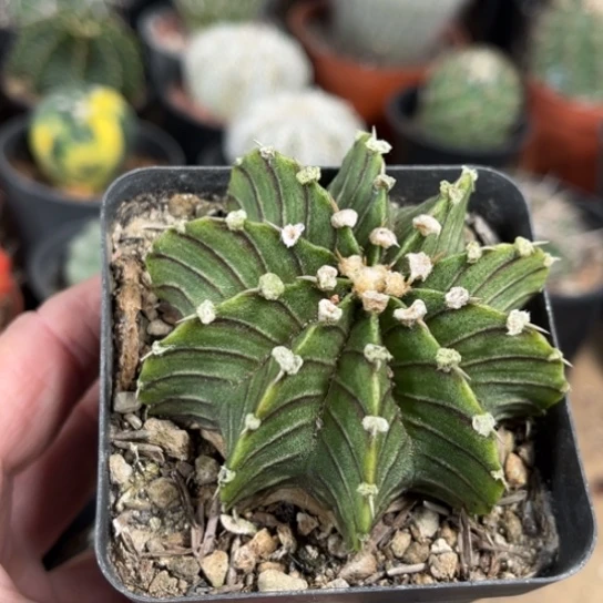 当前无花栽培后可以开花实生肋骨牡丹