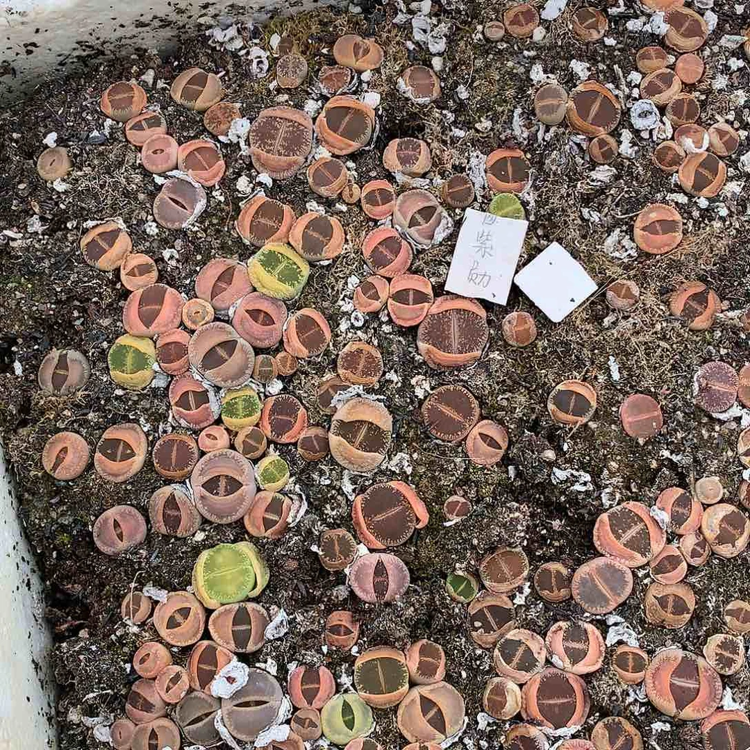 十个净窗紫薰多肉植物