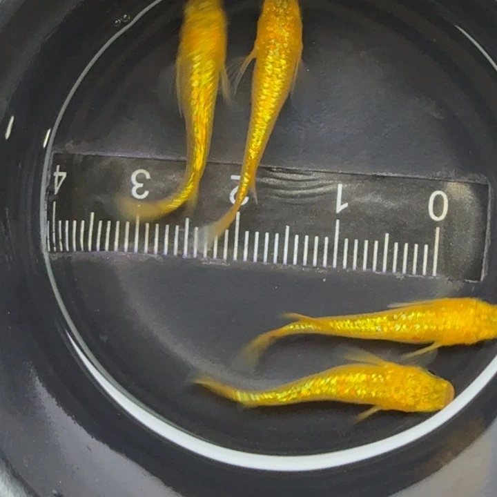 青鳉鱼阳光36号青鳉