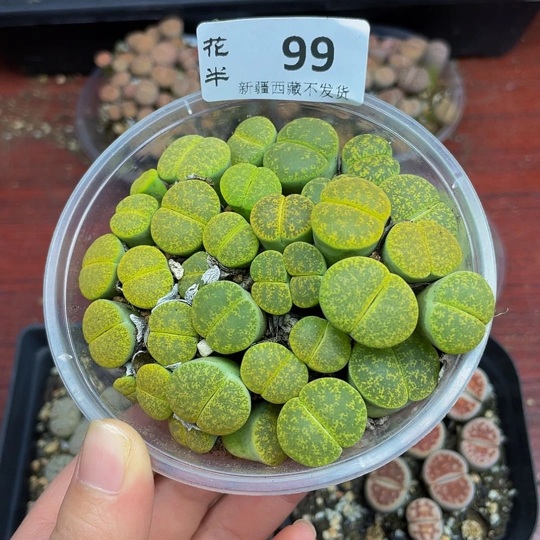 99000000 花花花花花花花