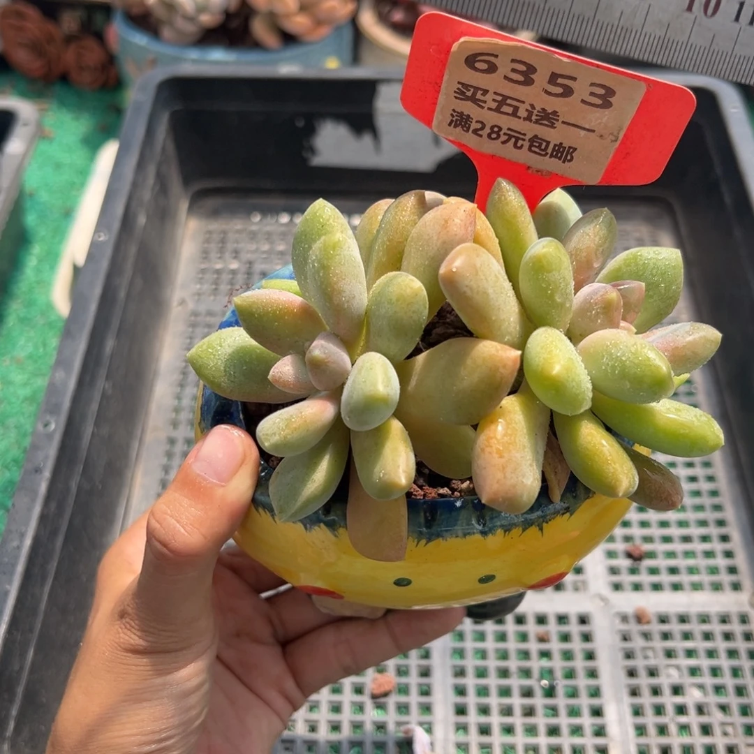 表妹精品多肉植物6353