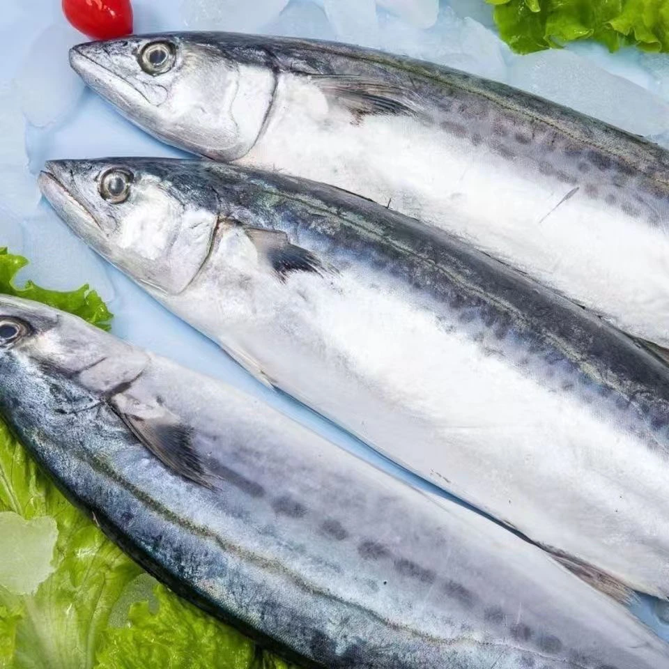 冷冻无冰大号鲅鱼马鲛鱼
